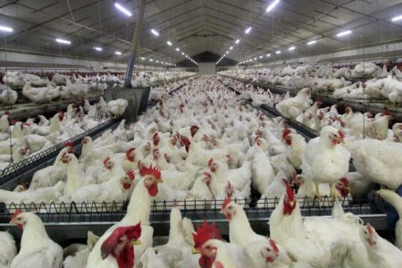 اتحادیه مرغداران تخم‌گذار بر کشتار مرغ‌ها نظارت ندارد