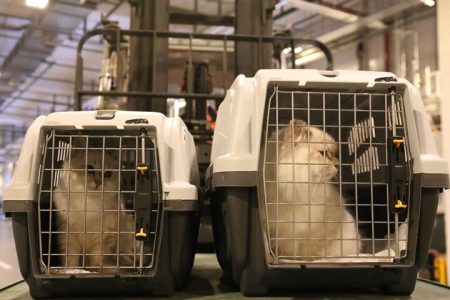 سازمان توسعه تجارت: خبر واردات حیوانات خانگی کذب است