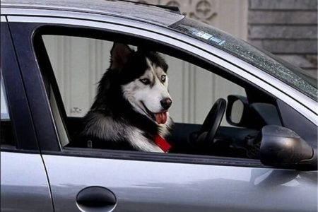 ماجرای واردات قانونی یک کالای ممنوعه!