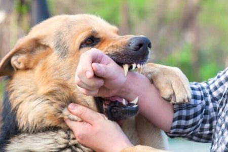 نظر فقه درباره نگهداری از حیوانات خانگی؛ آیا سگ داشتن حرام است؟