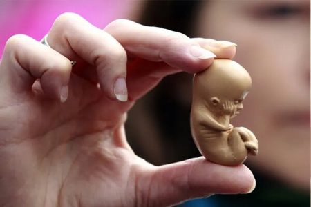 نگهداری حیوانات خانگی در بارداری، عامل افزایش ناهنجاری جنین