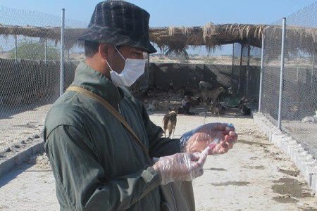 واکسیناسیون رایگان ۹ هزار سگ و گربه در خراسان جنوبی علیه هاری