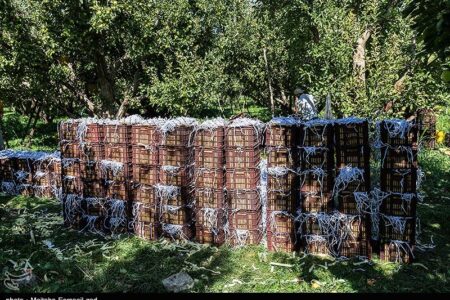 2 چالشی که امنیت تولیدات باغی را تهدید می‌کند/باغداری سنتی در برابر تغییر اقلیم!