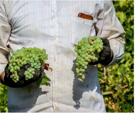 کشمش تیزابی, قیمت کشمش تیزابی