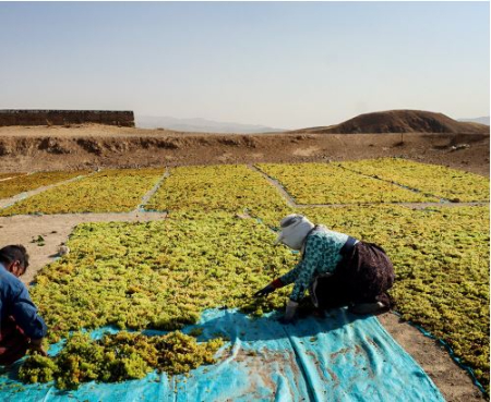 کشمش تیزابی, قیمت کشمش تیزابی