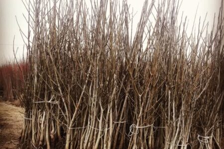 🚨 عجله کنید! فرصت محدود خرید نهال یارانه‌ای گردو و بادام فقط ۳۵ هزار تومان