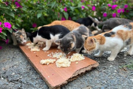 آسیب‌های غذارسانی به حیوانات شهری؛ برهم خوردن تعادل زیستی