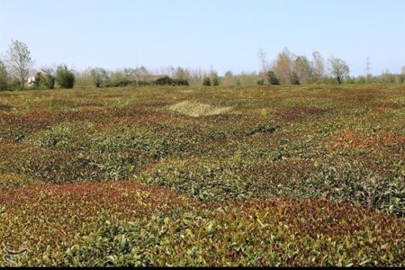 برفِ ناخوانده، باغ‌های اهر را در آغوشِ سرما فرو برد