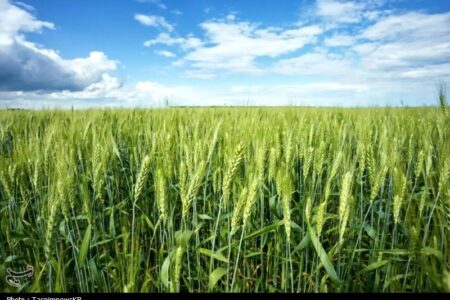 بیماری زنگ زرد گندم مزارع کهگیلویه را تهدید نمی‌کند