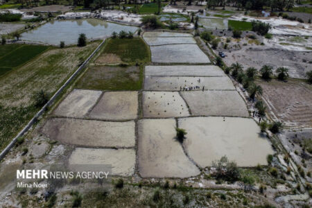 ثبت نشاکاری ۱۲۵ هکتار برنج در نکا
