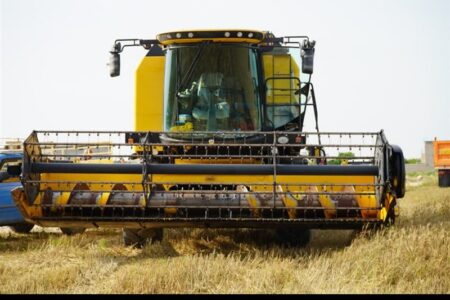 خرید 4 هزار تن گندم از کشاورزان استان بوشهر