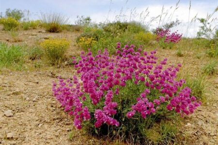 رستاخیز سبز در کالبد کویر؛ وقتی باران نسخه «داروخانه طبیعت» را پیچید