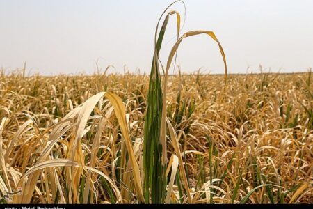 رقابت خاموش در مزارع غلات؛ زنگ خطر علف‌های هرز در آذربایجان شرقی