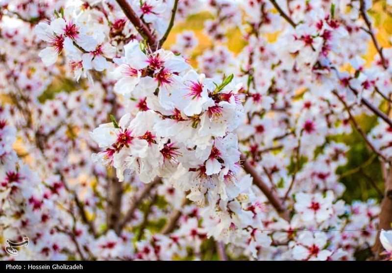 باران , روز درختکاری , اخبار استان آذربایجان شرقی , آذربایجان شرقی , اخبار تبریز , 