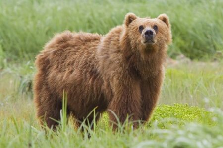 مشاهده خرس قهوه‌ای بعد از 50 سال در زیستگاه‌های استان همدان