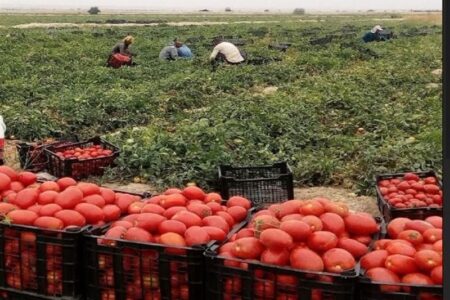 ممنوعیت صادرات گوجه‌فرنگی و افزایش ورودی به میادین میوه خوزستان