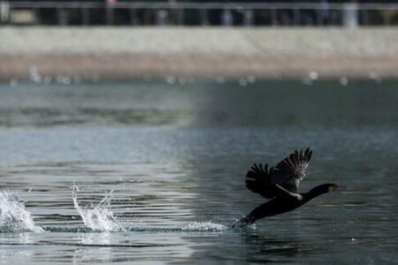 هجوم «پشه‌های یک‌روزه» به چیتگر/ ماجرا چیست؟