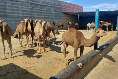 گزارش|جهش شترداری در شاهرود؛ استفاده بهینه از اقلیم خشک و مراتع فقیر