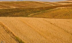 اعلام نرخ 49500 تومانی برای گندم/  آغاز برداشت در مناطق جنوبی لرستان