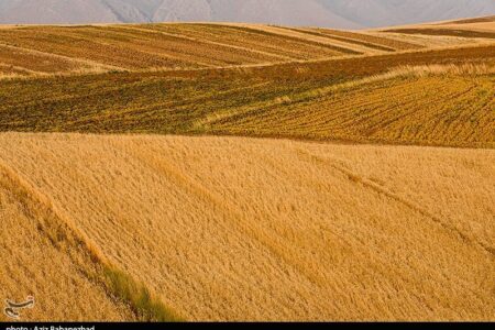اعلام نرخ 49500 تومانی برای گندم/  آغاز برداشت در مناطق جنوبی لرستان