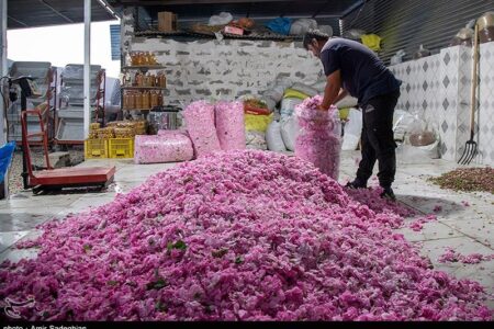 افزایش 20 درصدی تولید گل محمدی/گلاب خراسان شمالی یا کاشان؟