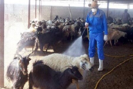 تب کریمه کنگو زنگ خطر مرگ را به صدا درآورد