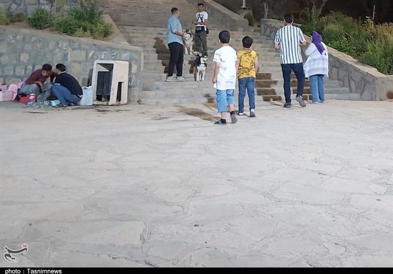 اخبار سنندج , فرماندار سنندج , استان کردستان , اخبار استان کردستان , سگ‌های ولگرد , 