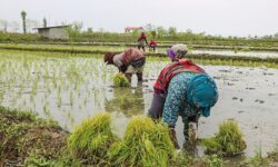دلالان در کمین شالیزارهای شمال/ چه کسانی بازار برنج را به‌هم ریختند؟