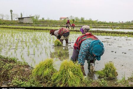 دلالان در کمین شالیزارهای شمال/ چه کسانی بازار برنج را به‌هم ریختند؟