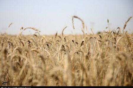 دلالان در کمین گندم طلایی گلستان