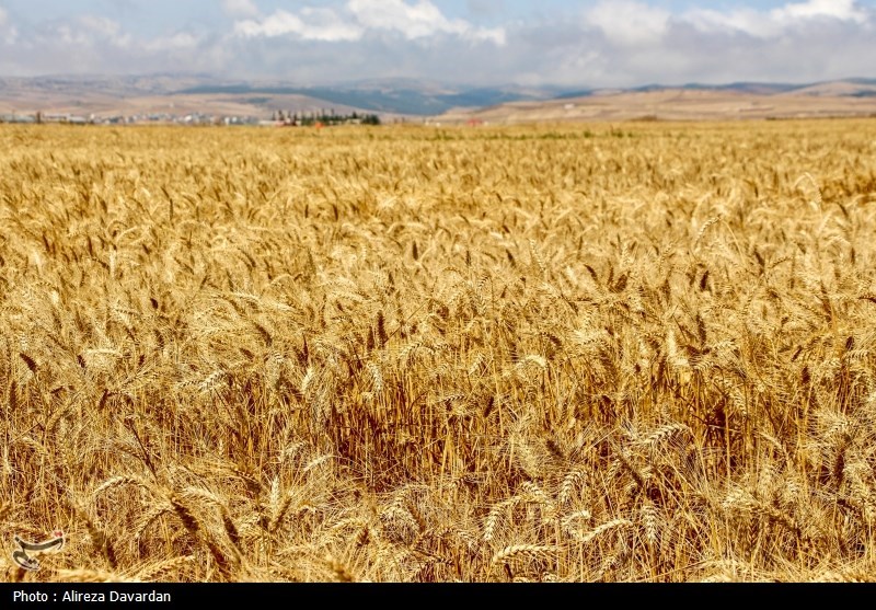 اخبار استان گلستان , کشاورزی , 