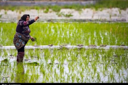 زنگ خطر برای برنج ایرانی/ روایت تلخ شالیکارانی که برای بقا می‌جنگند