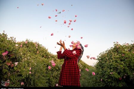 سفر به قلب مزارع معطر ساری؛ وقتی دودانگه بوی بهشت می‌گیرد