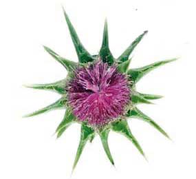 کبد چرب,درمان کبد چرب