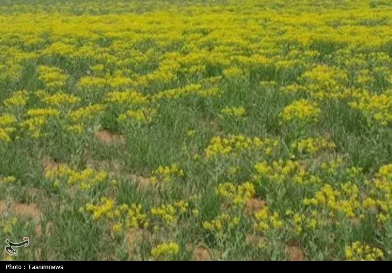 فرمانروایی «آفت و علف هرز مهاجم» ‌در مزارع طلایی؛ هجوم سن گندم!