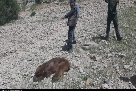 مرگ تلخ خرس ماده دردنا؛شکارچیان دوباره حیات‌وحش را نشانه رفتند+تصاویر