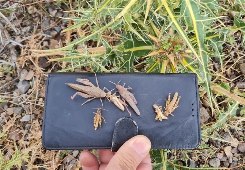 اخبار بلوچستان , 