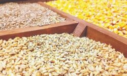 گوشت کالای لوکس نیست؛ 5 مطالبه جدی بسیج دانشجویی تبریز از جهاد کشاورزی