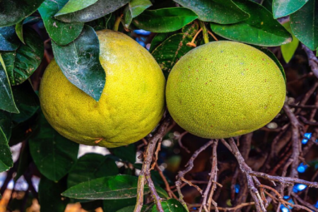 میوه‌ای که خاصیت ضدویروسی و ضدالتهابی دارد