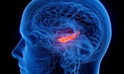 کوچک شدن مرکز حافظه مغز در افراد افسرده
